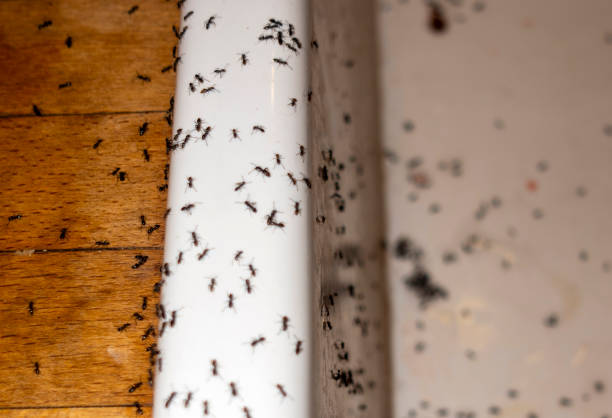 Best Pest Removal Services  in Essex Junction, VT