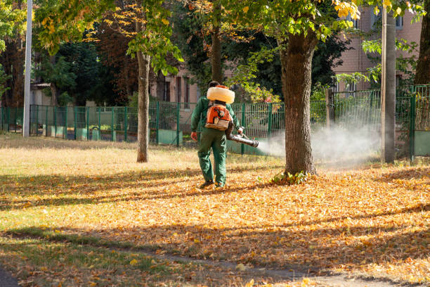 Best Flea Control Services  in Essex Junction, VT