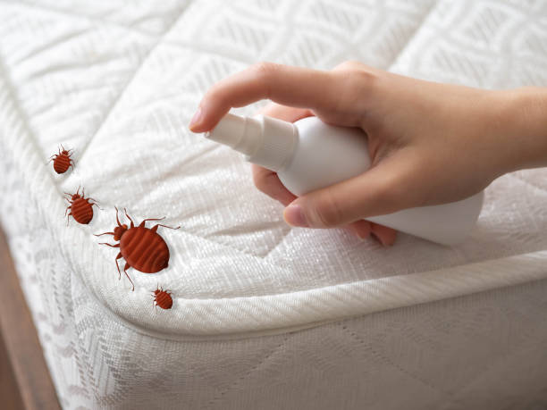 Best Pest Inspection Near Me  in Essex Junction, VT