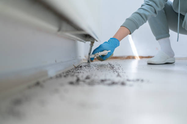 Best Pest Control for Restaurants  in Essex Junction, VT
